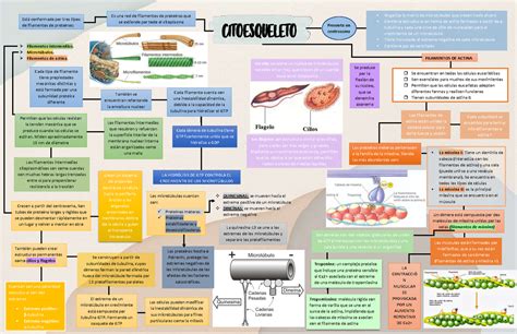 Citoesqueleto Biología Celular UAEM Studocu