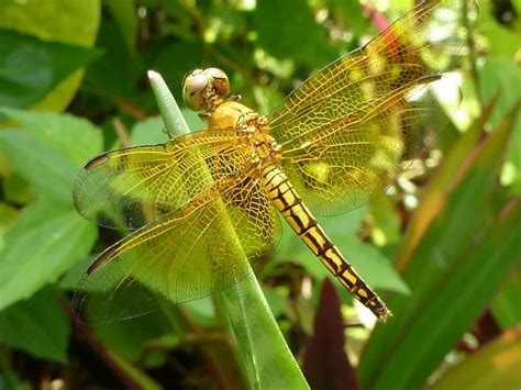 Dragonfly Golden Philippines Free Photo On Pixabay Pixabay