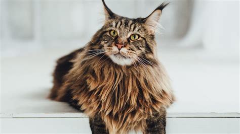 Todo Lo Que Necesitas Saber Sobre La Raza De Gatos Maine Coon