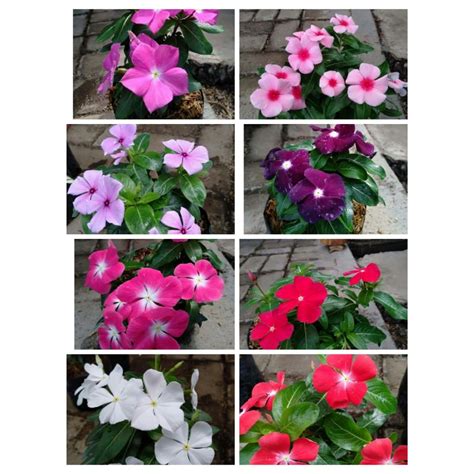 Jual Pohon Tanaman Hias Bunga Vinca Tanaman Berbunga Indoor