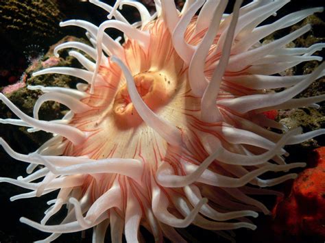 Fotos gratis naturaleza flor submarino biología Medusa pescado