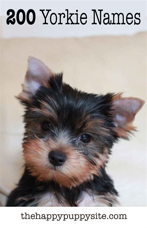 Yorkie Names - 200 Amazing Ideas For Naming Yorkshire Terriers