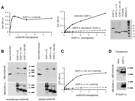 Nm23 H2 Interacts With Icap 1 Through Icap 1 C Terminus Domain A Left