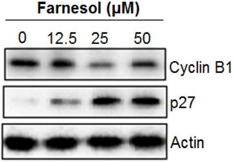 Effect Of Farnesol On The Expression Of Cell Cycle Proteins In Hbl 52