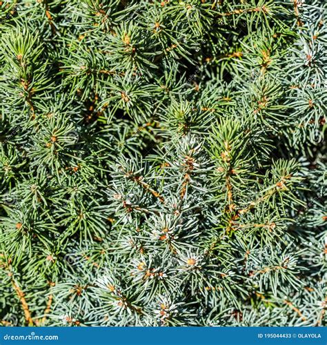 Closeup Green Leaves Of Decorative Evergreen Coniferous Tree Canadian