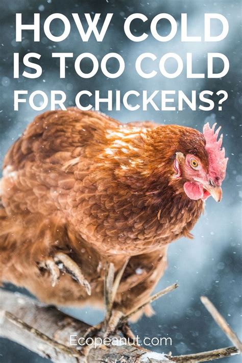 How Cold Is Too Cold For Chickens Eco Peanut Chickens Backyard