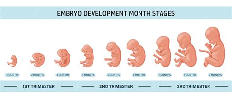 Quantos Dias O Embriao Se Implanta No Utero - Embrião no útero, definido. desenvolvimento e crescimento do feto em ...