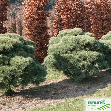 Pinus Sylvestris Watereri Strauch Wald Kiefer Von Bruns Pflanzen