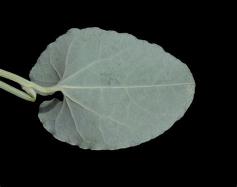 Aristolochia Bracteolata Lam Plants Of The World Online Kew Science