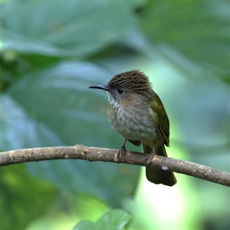 Mountain Bulbul Walter Bachmann Flickr