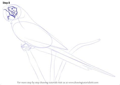 Learn How To Draw A Scarlet Macaw Parrots Step By Step Drawing