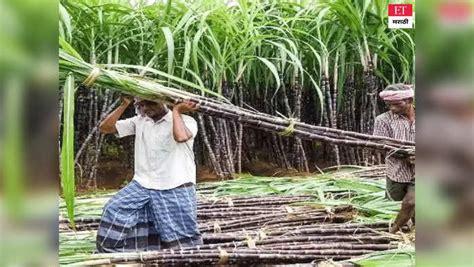 Big Breaking News Sugarcane Frp Increased To ₹340quintal For 2023 24