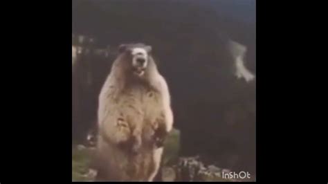 screaming beaver - YouTube