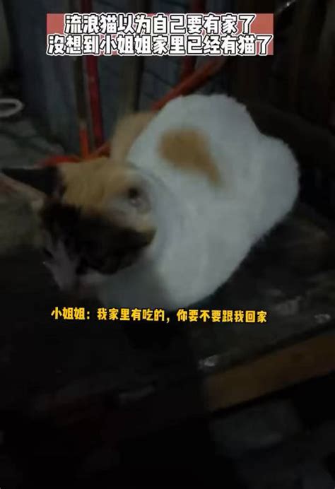 小姐姐下班回家遇到一只流浪猫在垃圾堆旁边的破椅子上缩着流浪猫新浪新闻