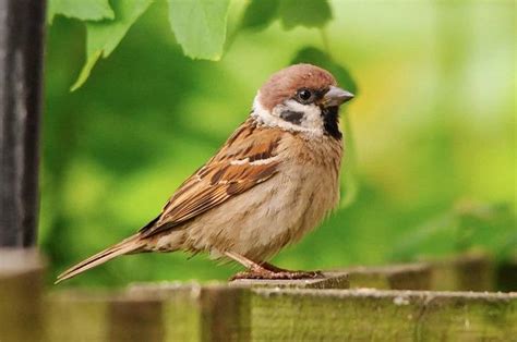 Understanding The Spiritual Significance Behind A Brown Bird Flying Into Your House