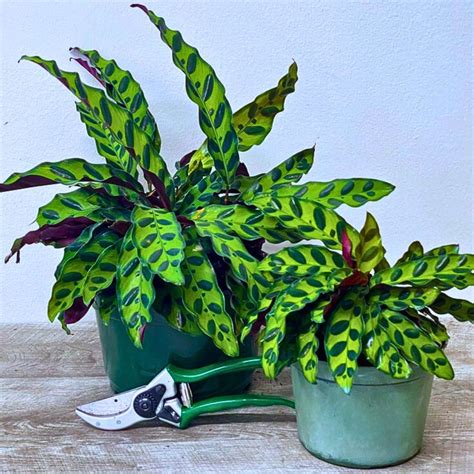 Rattlesnake Plant A Gorgeous Houseplant With A Catchy Name