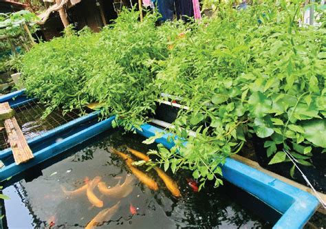 Sistem Akuaponik Raft Kelebihan Sistem Akuaponik Sumber Pengajaran
