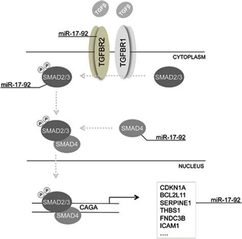 The Mir 17 92 Microrna Cluster Regulates Multiple Components Of The Tgf β Pathway In