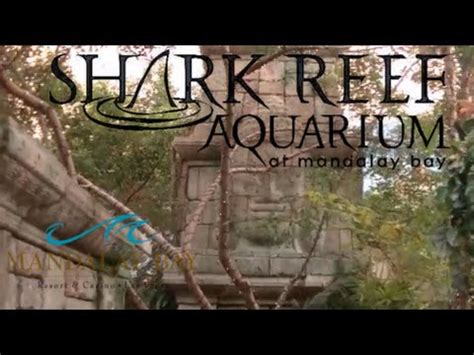 Shark Reef Aquarium At Mandalay Bay Reviews - Aquarium Views