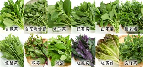 台灣好農部落格 野菜營養高，你吃過幾種野菜呢？ 台灣好農部落格