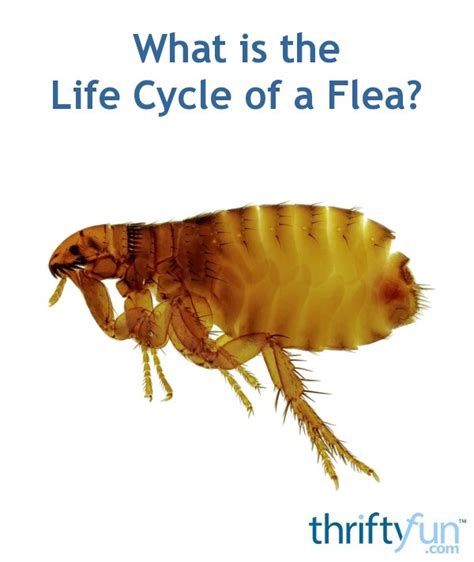 Flea Life Cycle Diagram