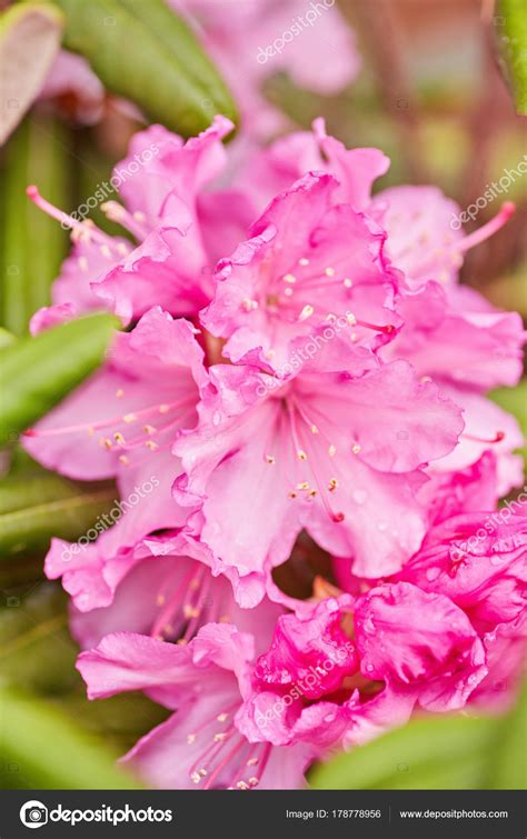 Rosa Florescente Rhododendron Azalea Fotografias De Stock Saharrr