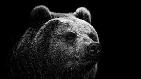 Fondos De Pantalla Animales Monocromo Fondo Simple Osos Oso