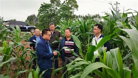 自治区植保站领导到南宁、防城港、钦州调研指导农作物重大病虫发生防控工作广西广西壮族自治区农业农村厅