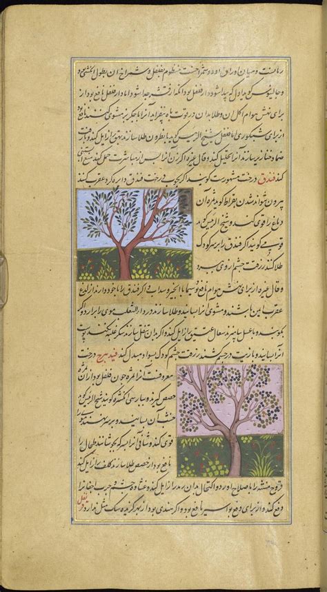 Folio 137a (Top): The filbert (nut) tree. Top right-hand corner discoloured. (Bottom): The box ...