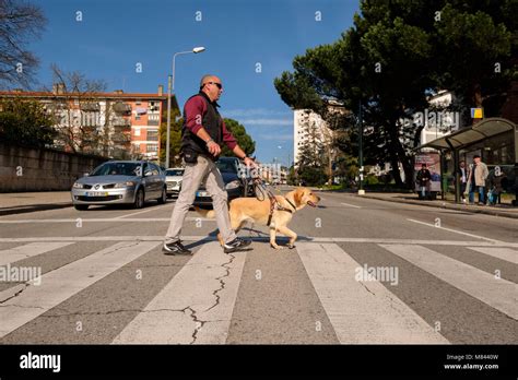 Blind Person With Guide Dog Crossing The Road On The Crosswalk Stock