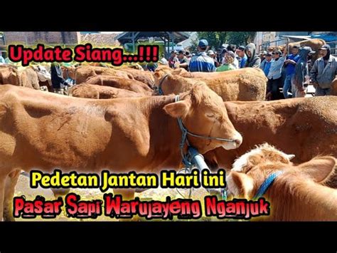 Update Siang Harga Pedetan Jantan Hari Ini Pasar Sapi Warujayeng