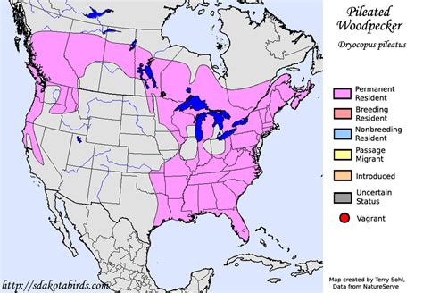 Pileated Woodpecker Species Range Map