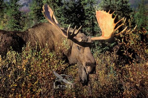 Boreal Forest Herbivores In The Boreal Forest