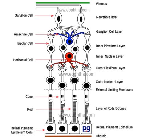 Anatomy Of Retina