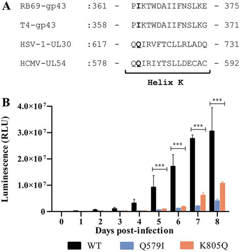 A Sequence Alignment Of The Helix K Of DNA Pol Of Bacteriophages RB69