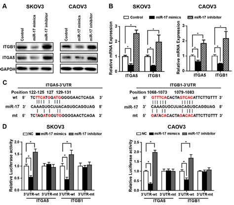 MiR 17 Directly Regulates ITGA5 And ITGB1 Expression In Ovarian Cancer