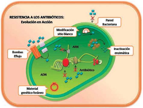 Figura 3 Se Muestran Los Mecanismos De Resistencia A Los Antibióticos