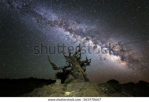 Ancients Schulman Grove Eastern Sierra Bristlecone Stock Photo