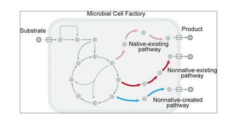 Designing Microbial Cell Factories For The Production Of Chemicals