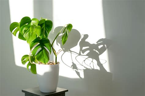 Como Cuidar Da Costela De Adão Monstera Deliciosa VIPLANT