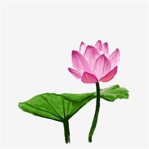 Lotus Leaf PNG Picture Lotus Lotus Leaf Flowers Hand Painted Plant