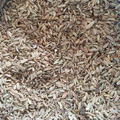 Jual Adas Manis Fennel Seed Herbal Asli Alami Bumbu Dapur Penyedap