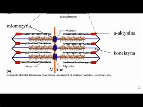 SKURCZ MIĘŚNIA SZKIELETOWEGO MECHANIZM YouTube