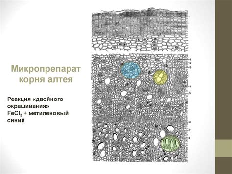 Лекарственные растения и лекарственное растительное сырье, содержащие ...