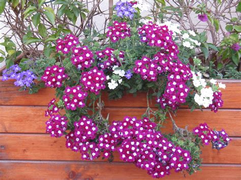 Quelle Fleur Pour Balcon