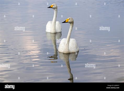 Song Swan Cygnus Cygnus Singschwan Cygnus Cygnus Stock Photo Alamy