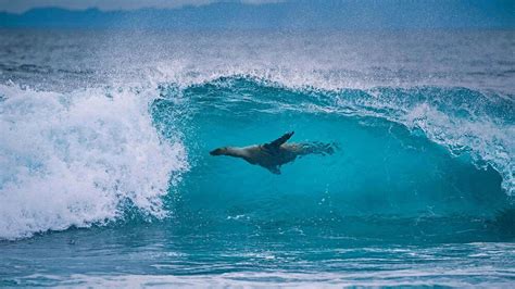 Come Arrivare Alle Galapagos Tutto Quello Che Devi Sapere