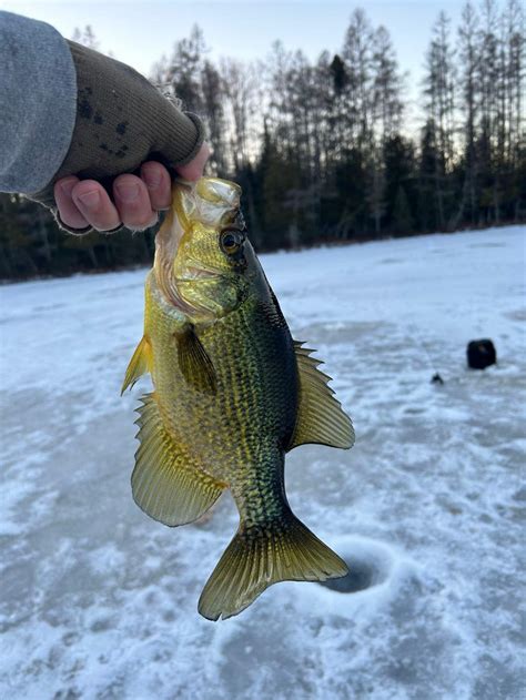 Vilas County Lakes - Wisconsin Fishing Reports