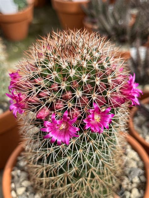 Mammillaria Spinosissima Kakteen Gautschi