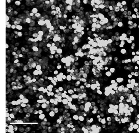 Clsm Of S Cerevisiae Cen Pk D Sfl Batch Biofilm After H